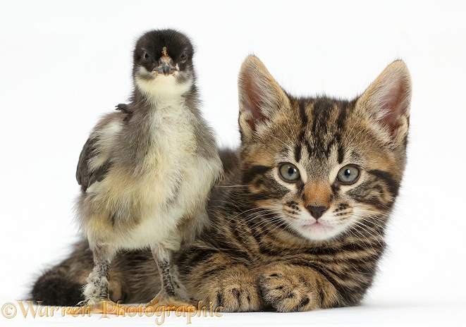 Tabby kitten, Smudge, 7 weeks old, with a chick, white background
