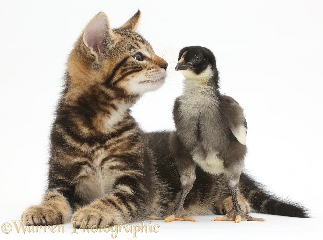 Tabby kitten, Picasso, 7 weeks old, with a chick, white background