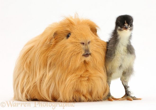 Ginger Guinea pig and chick, white background