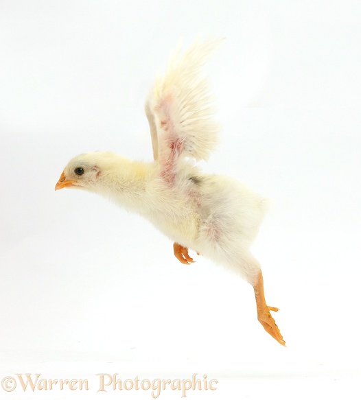 Yellow chick taking off, white background