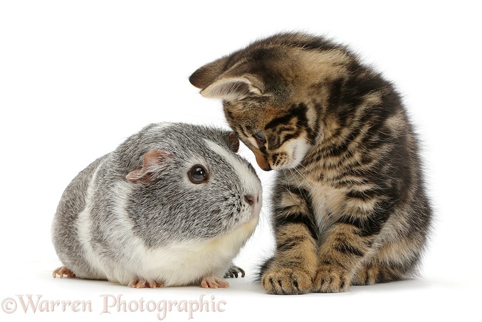 Tabby kitten, Picasso, 8 weeks old, face to face with a Guinea pig, white background