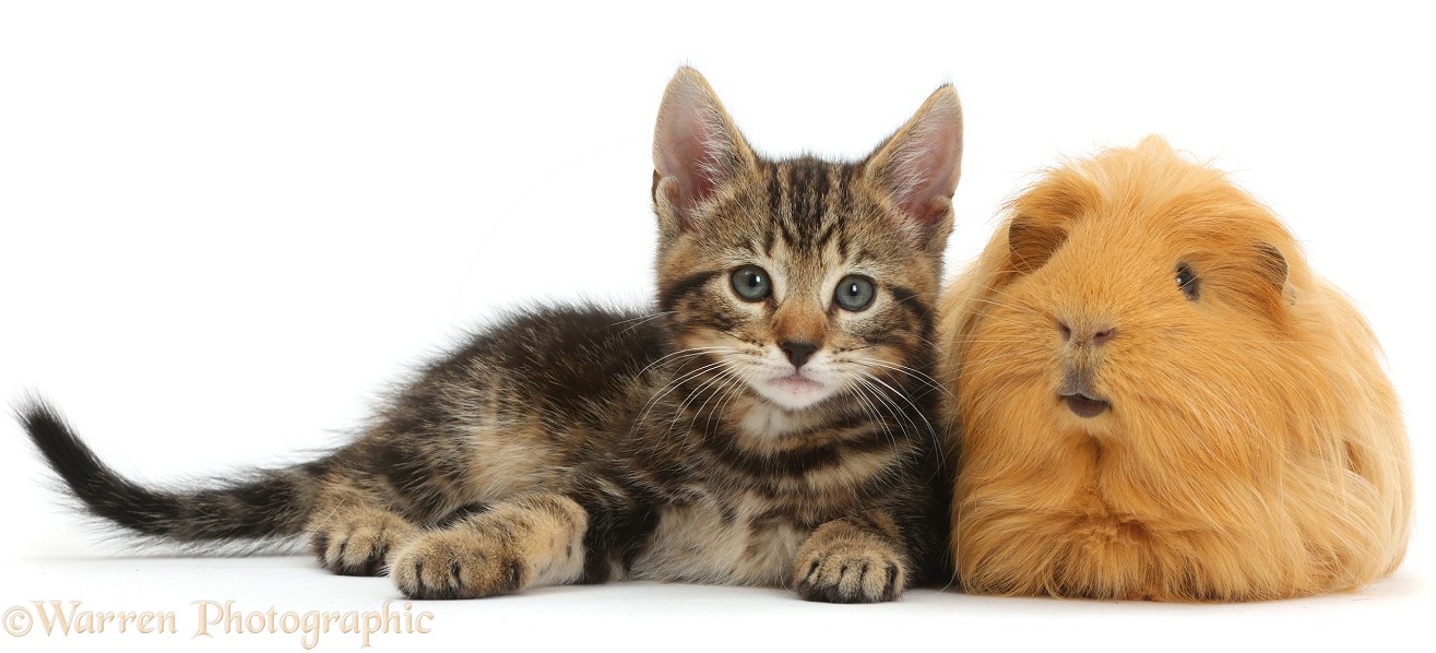 Tabby kitten, Picasso, 8 weeks old, with ginger Guinea pig, white background