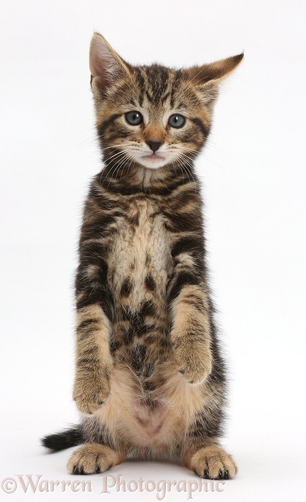Tabby kitten, Picasso, 7 weeks old, standing up on haunches, white background