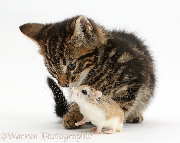 Tabby kitten, Smudge, 7 weeks old, with Roborovski Hamster (Phodopus roborovskii), white background
