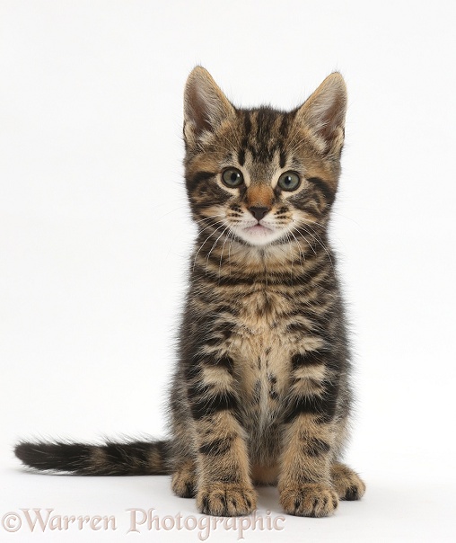 Tabby kitten, Smudge, 7 weeks old, sitting, white background