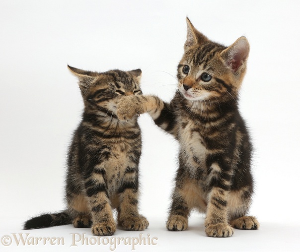 Tabby kitten, Picasso, with his paw over the mouth of his brother, Smudge, 7 weeks old, white background