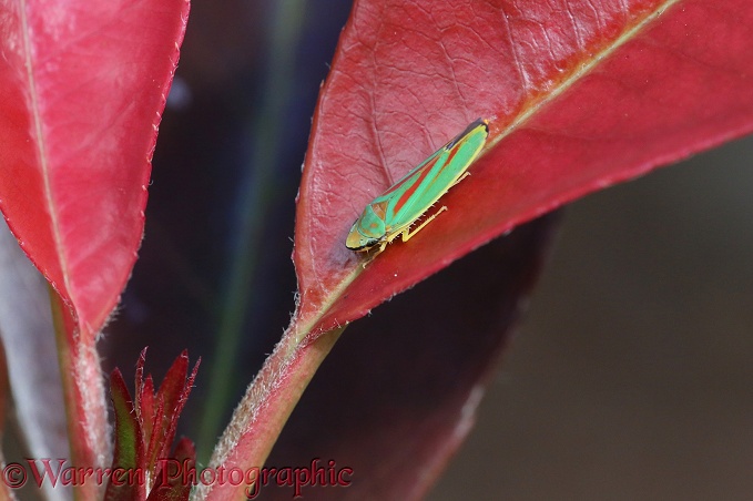 Rhododendron Leaf-hopper (Graphocephala fennahi) on Photinia leaf