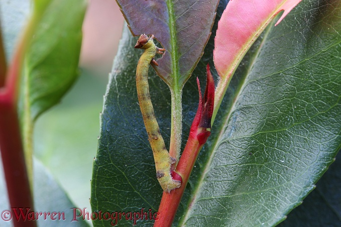 Swallowtail moth caterpillar feeding on Photinia showing camouflage colour and form to match leaf petioles