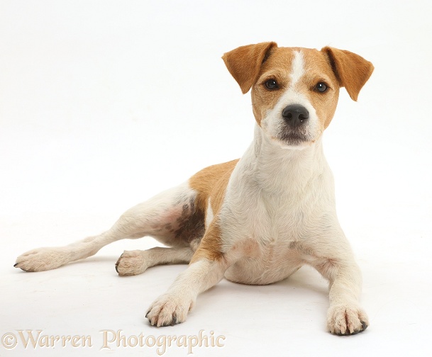Jack Russell Terrier, Bobby, lying with head up, white background