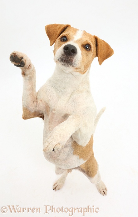 Jack Russell Terrier, Bobby, standing up on hind legs with paws up, white background