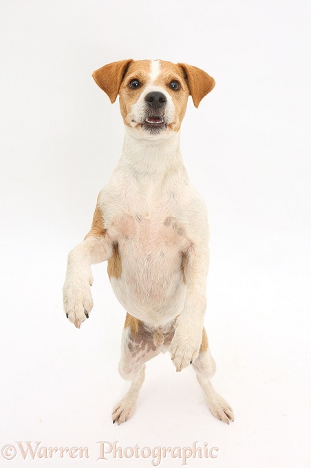 Jack Russell Terrier, Bobby, standing up on hind legs, white background