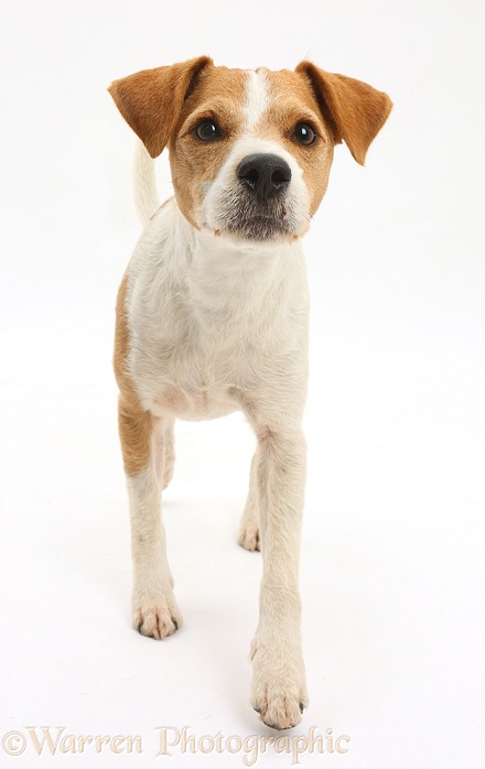 Jack Russell Terrier, Bobby, walking, white background