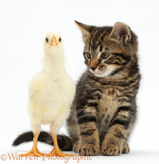 Tabby kitten, Smudge, 7 weeks old, with a chick, white background