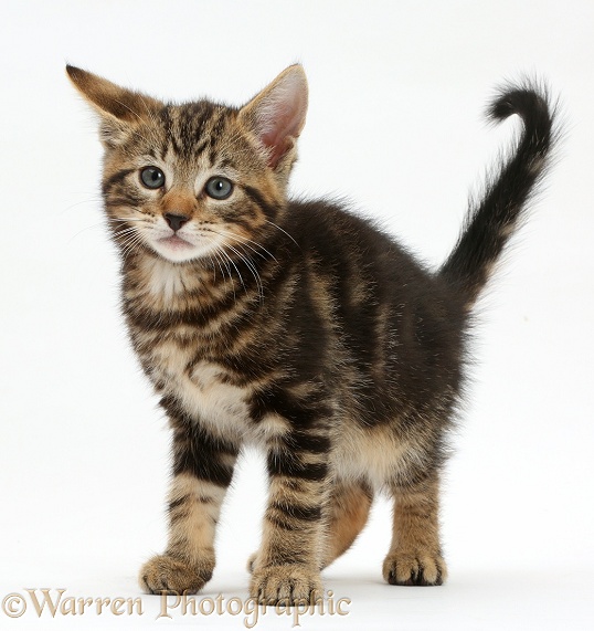 Tabby kitten, Picasso, 7 weeks old, white background