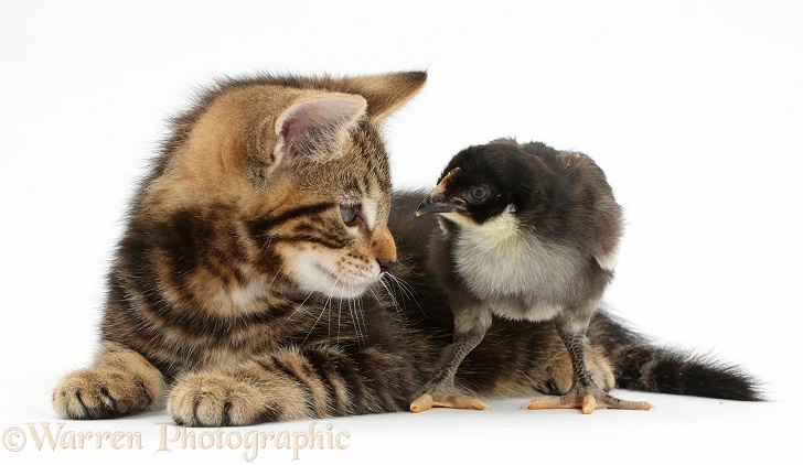 Tabby kitten, Picasso, 7 weeks old, with a chick, white background