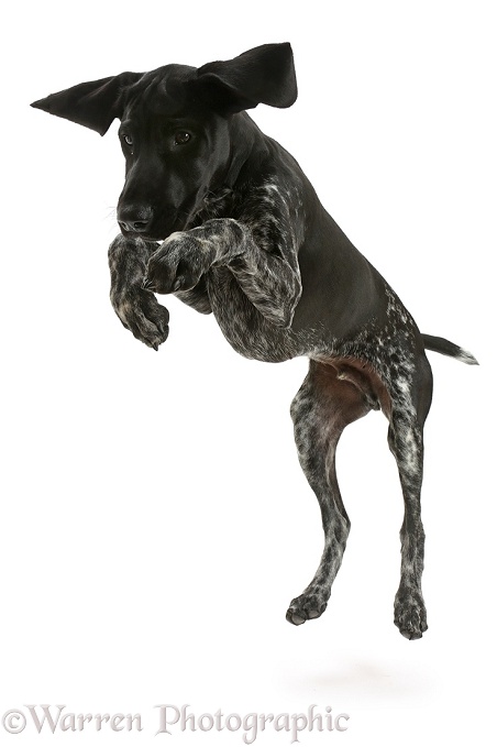 Mostly black pointer puppy jumping, white background