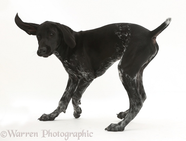 Mostly black pointer puppy turning in play, white background