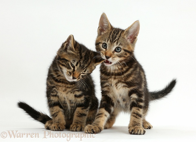 Tabby kitten, Picasso, biting the ear of his brother, Smudge, 8 weeks old, white background
