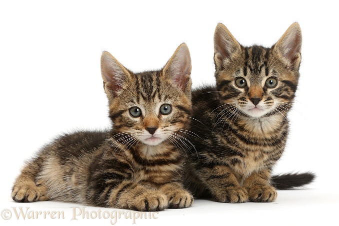 Two tabby kittens, Smudge and Picasso, 8 weeks old, white background
