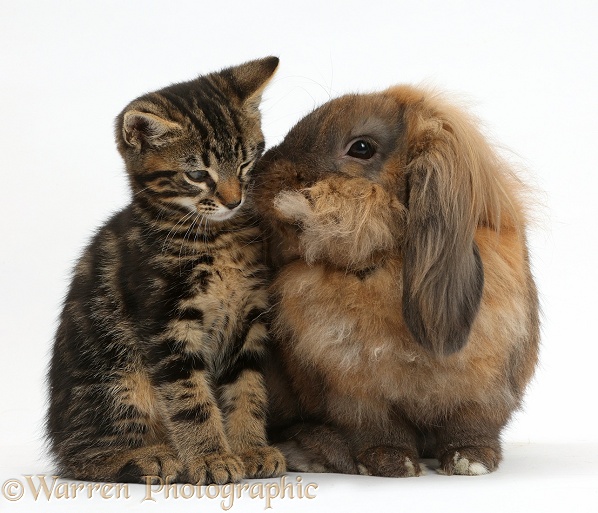 Tabby kitten, Smudge, 8 weeks old and Lionhead Lop rabbit, Dibdab, white background