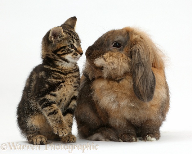 Tabby kitten, Smudge, 8 weeks old and Lionhead Lop rabbit, Dibdab, white background