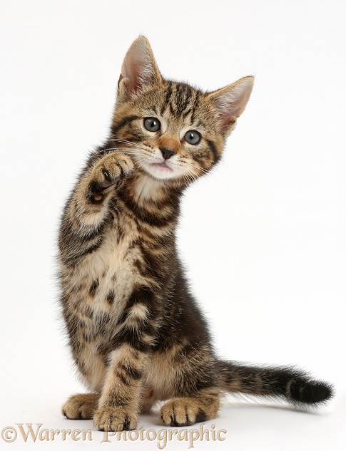 Tabby kitten, Picasso, 8 weeks old, with raised paw, white background
