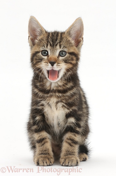 Tabby kitten, Picasso, 7 weeks old, yawning, white background