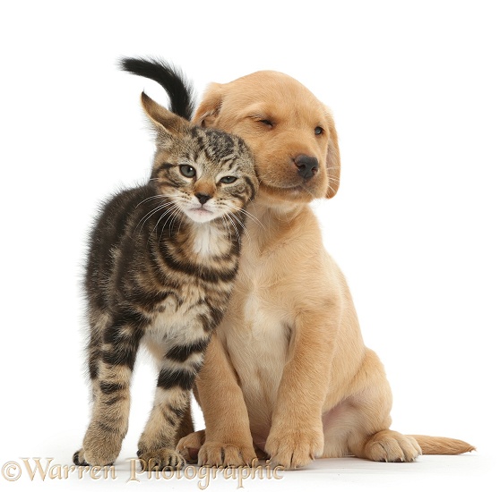 Tabby kitten, Picasso, 9 weeks old, rubbing in a friendly manner against cute Yellow Labrador puppy, 8 weeks old, white background