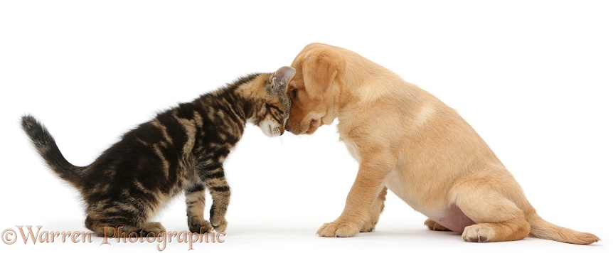 Tabby kitten, Picasso, 9 weeks old, head to head with cute Yellow Labrador puppy, 8 weeks old, white background
