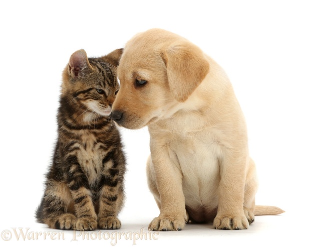 Tabby kitten, Picasso, 9 weeks old, head to head with cute Yellow Labrador puppy, 8 weeks old, white background