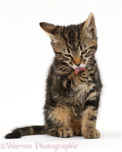 Tabby kitten, Smudge, 9 weeks old, grooming himself, white background