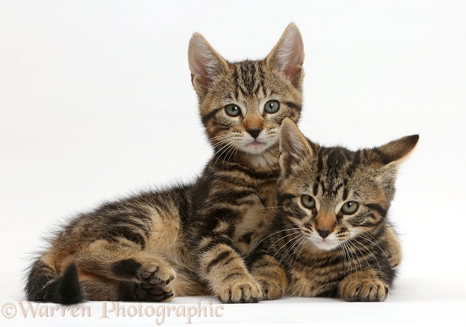 Two tabby kittens, Smudge and Picasso, 9 weeks old, white background