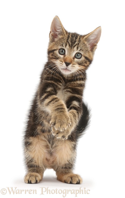 Tabby kitten, Picasso, 9 weeks old, standing up, white background