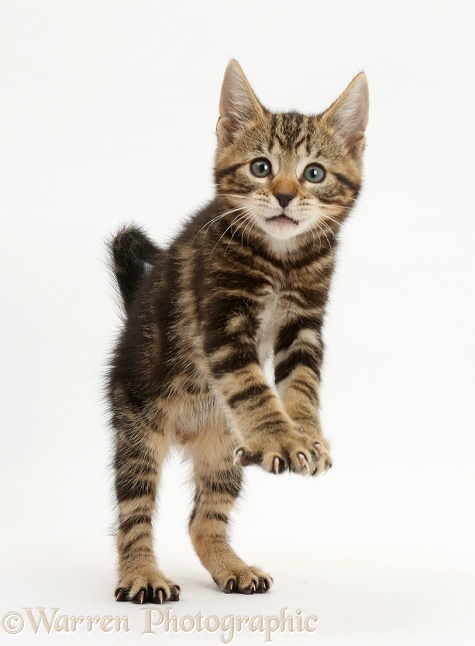 Tabby kitten, Picasso, 9 weeks old, standing up as if leaning on something invisible, white background