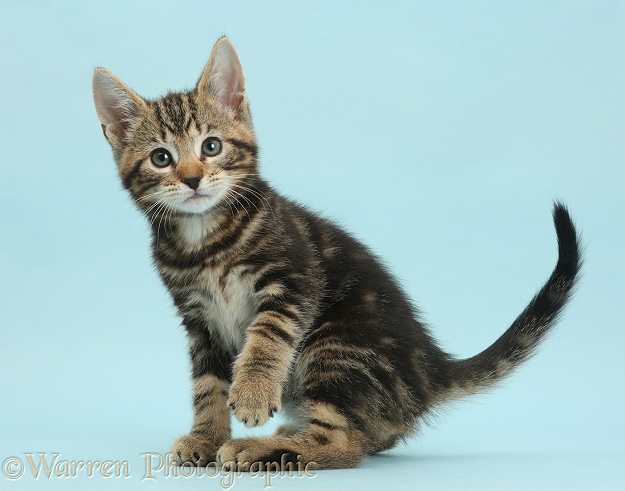 Tabby kitten, Picasso, 8 weeks old, on blue background