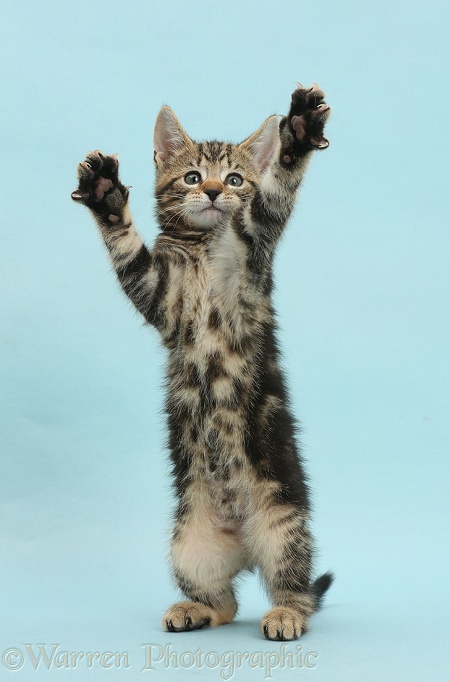 Tabby kitten, Picasso, 8 weeks old, standing up and reaching out on blue background