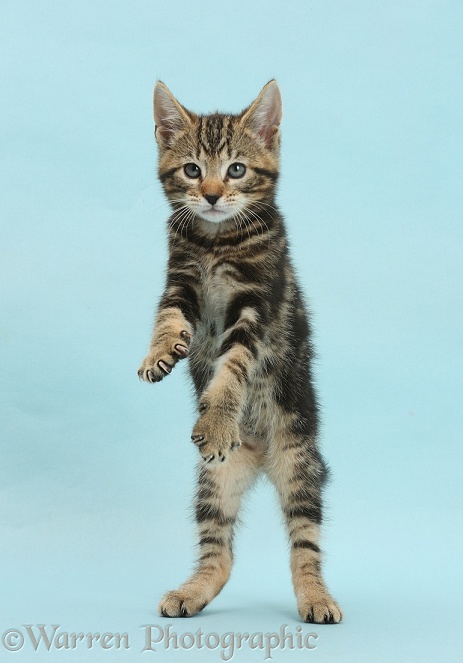 Tabby kitten, Picasso, 8 weeks old, standing up and reaching out on blue background