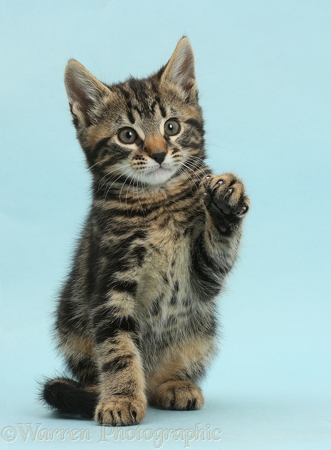 Tabby kitten, Smudge, 8 weeks old, sitting with raised paw