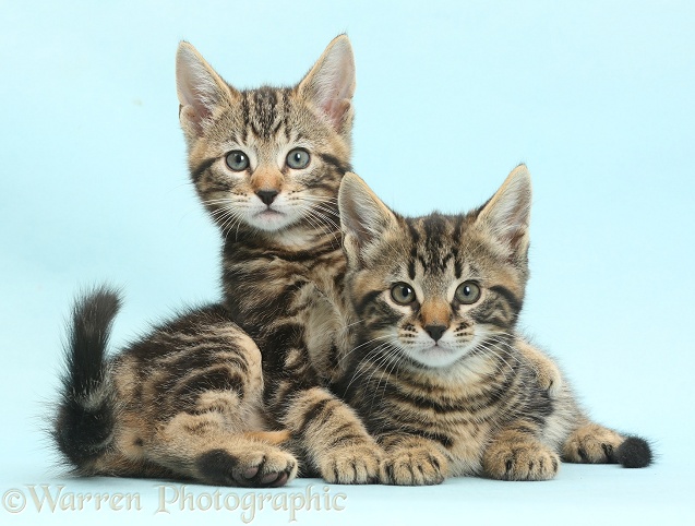 Two tabby kittens, Smudge and Picasso, 8 weeks old, lounging together