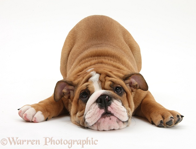 Playful Bulldog pup, 11 weeks old, in play-bow, white background