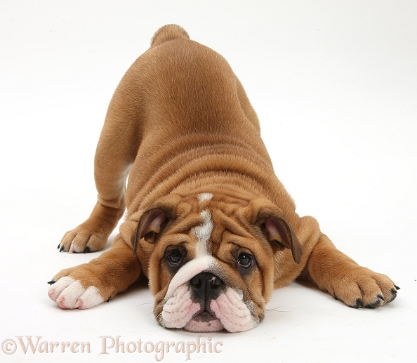 Playful Bulldog pup, 11 weeks old, in play-bow, white background