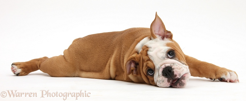 Playful Bulldog pup, 11 weeks old, lying stretched out, white background