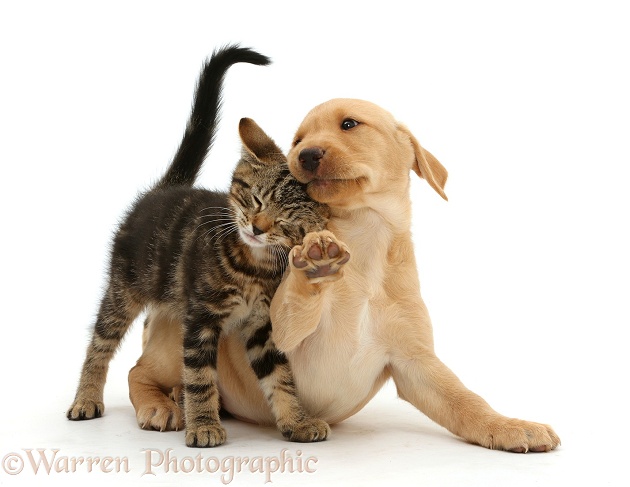 Tabby kitten, Picasso, 10 weeks old, rubbing in a friendly manner against cute Yellow Labrador puppy, 9 weeks old, white background