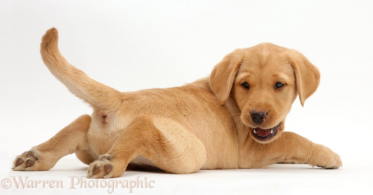 Cute Yellow Labrador Retriever puppy, 9 weeks old, lying stretched out in a playful manner, white background