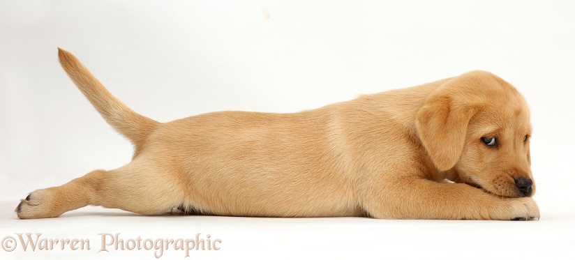 Cute Yellow Labrador Retriever puppy, 8 weeks old, lying stretched out in a playful manner, with chin on paws, white background