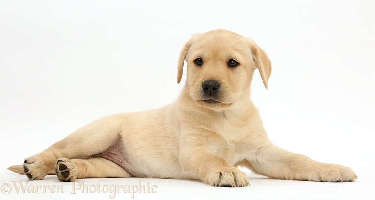 Cute Yellow Labrador Retriever puppy, 8 weeks old, lying with head up, white background