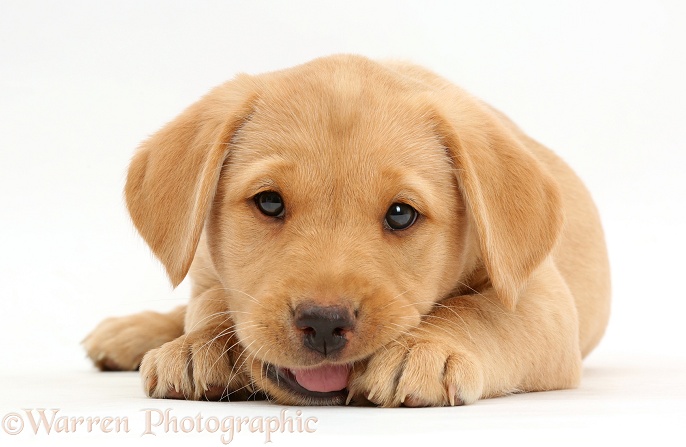 Cute Yellow Labrador Retriever puppy, 9 weeks old, lying with chin on the floor, white background