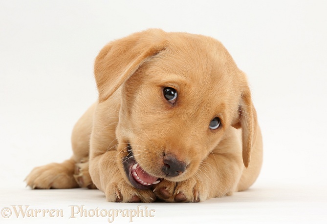 Cute Yellow Labrador Retriever puppy, 9 weeks old, lying with head up, white background