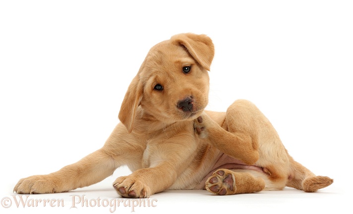Cute Yellow Labrador Retriever puppy, 9 weeks old, scratching neck, white background