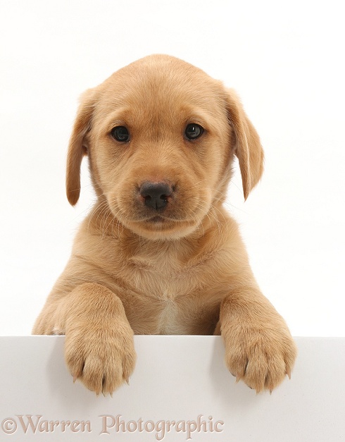 Cute Yellow Labrador puppy, 8 weeks old, with paws over, white background
